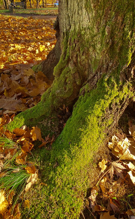 Old tree trunk covered with green moss in autumn park with fallen leavesの写真素材