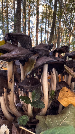 Mushrooms growing on the forest floor. Autumn in Poland.の写真素材