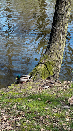 Ducks on the bank of the lake. Spring in the city.の写真素材