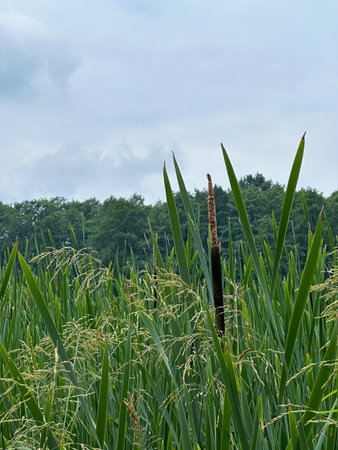Reed and reeds in a field on the background of the forestの写真素材