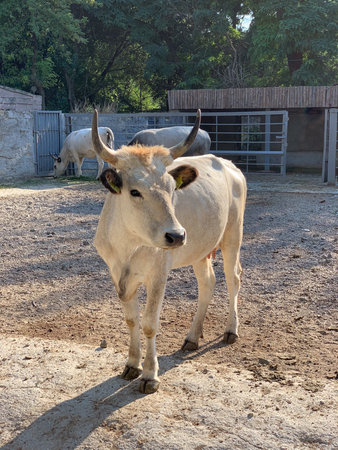 White cow standing in the paddock and looking at the camera.の写真素材