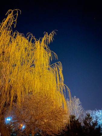 Beautiful winter night in the city park. Branches of a weeping willow.の写真素材