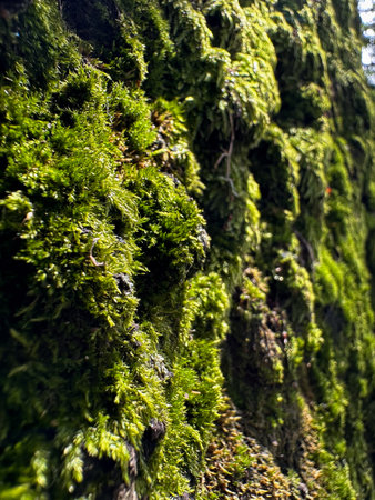 Moss on the tree, close-up. Nature background.の写真素材