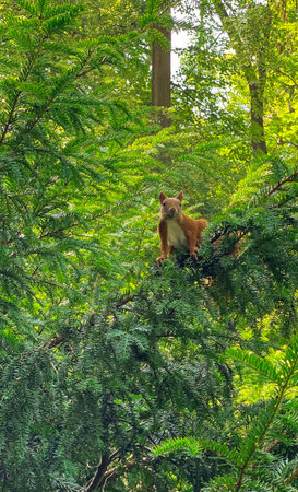 Red squirrel sitting on a tree branch in the forest and looking upの写真素材