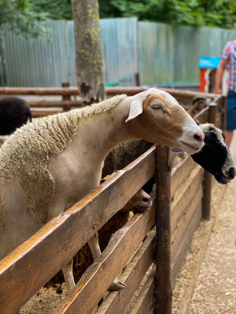 Sheep in the corral of a farm, close-upの写真素材