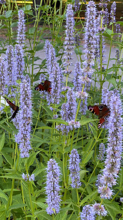 Butterflies on lavender flowers in a garden in summer.の写真素材