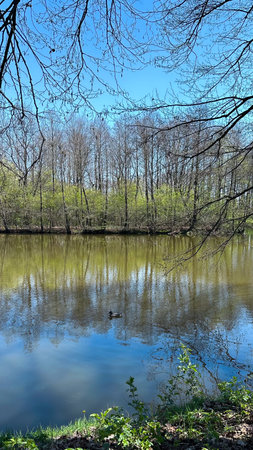 spring landscape of the lake and trees on the shore with blue skyの写真素材