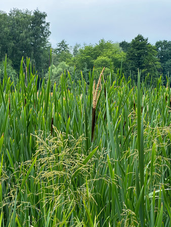 Reed in a field in the countrysideの写真素材