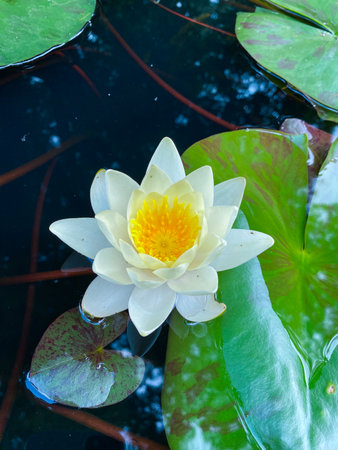 White water lily with green leaves on the water in the gardenの写真素材