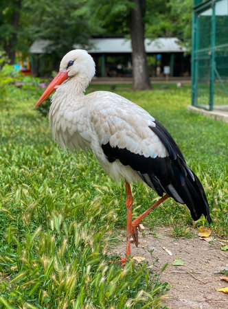 White stork walking in the green grass in the summer park.の写真素材