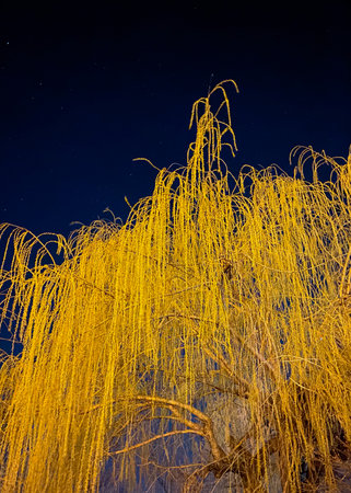 Willow tree at night with starry sky in the background.の写真素材