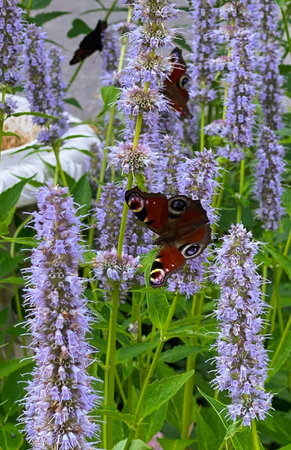 Peacock butterfly (Inachis io) on purple flowersの写真素材