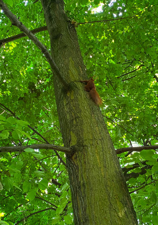 Squirrel on a tree in the forest in sunny summer day.の写真素材