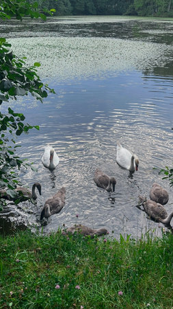 Swan family swimming in a lake in the park on a summer dayの写真素材