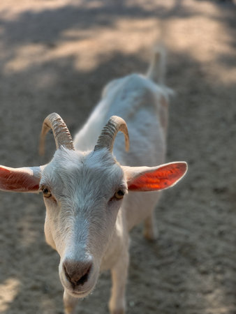 Portrait of a white goat in the farm, close-upの写真素材