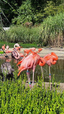 Flamingo in a zooの写真素材