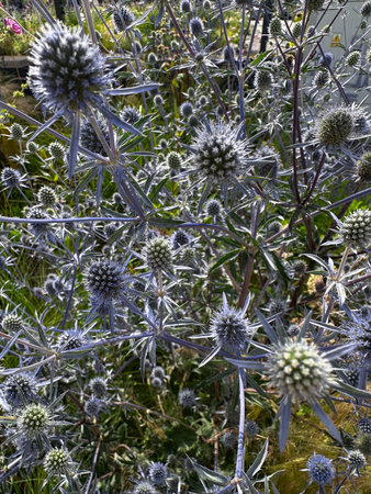 Eryngium lanceolatum, also known as the sea holly, eryngium lanceolatum.の写真素材