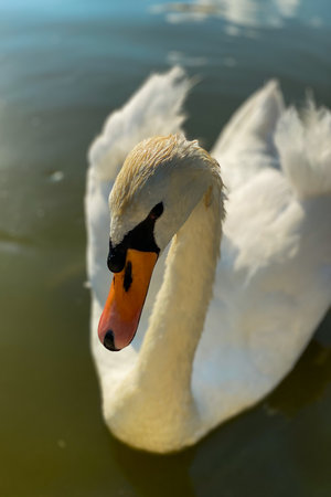 Beautiful white swan swimming on the lake, close-upの写真素材