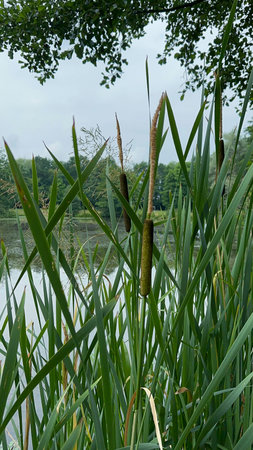 Cattails on the shore of a lake in the city parkの写真素材