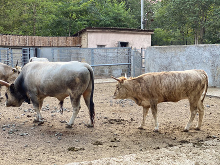 Cows on the farm.の写真素材