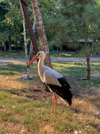 White stork standing on the grass in the park in the summerの写真素材