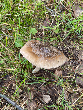 Amanita rubescens mushroom growing in the grass in the forestの写真素材