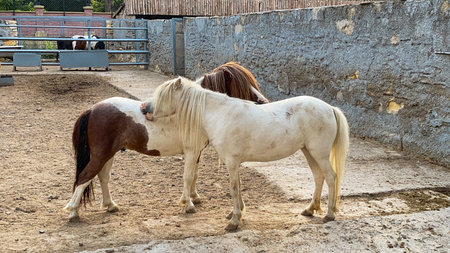 Horses in the paddock of a farm in the village.の写真素材