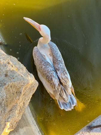 Pelican (Pelecanus occidentalis) in the waterの写真素材