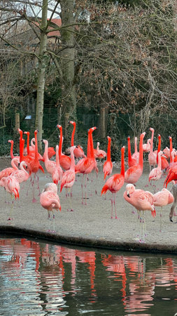 Flamingos in the aviary of the zooの写真素材