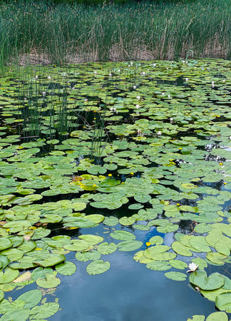Water lilies in the pond with green leaves and white flowers.の写真素材