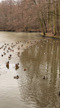 Ducks swimming on the river in the park in the early springの写真素材
