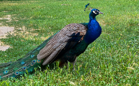 Peacock in the park on a green lawn with a blue birdの写真素材