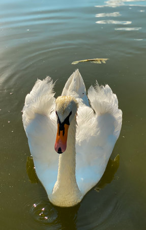 Beautiful white swan swimming on the lake, close-upの写真素材