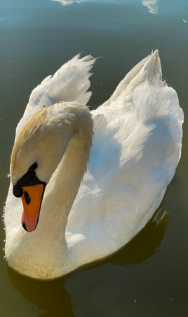 White swan swimming in the lake, close-up of photoの写真素材