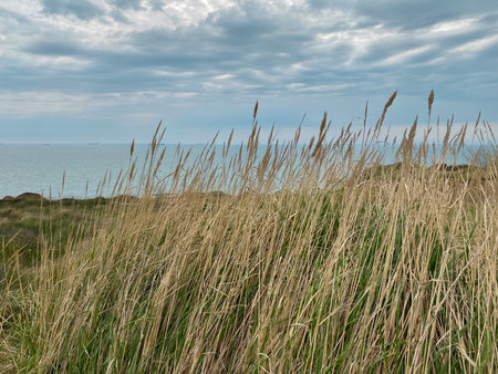 Dune grass at the beach at the Black Sea coast of Ukraineの写真素材