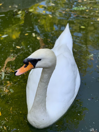 White swan swimming in the lake, close up of head and neckの写真素材