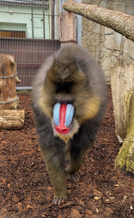 Mandrill (Mandrillus sphinx), also known as the eastern mandrill.の写真素材