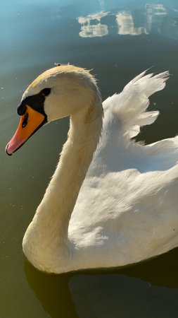 Beautiful white swan swimming in the lake, close-upの写真素材