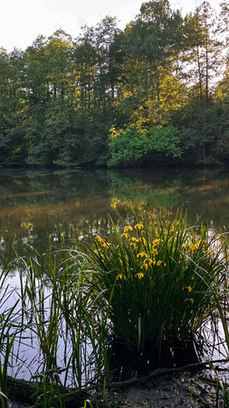 A lake in the middle of the forest with yellow iris flowersの写真素材