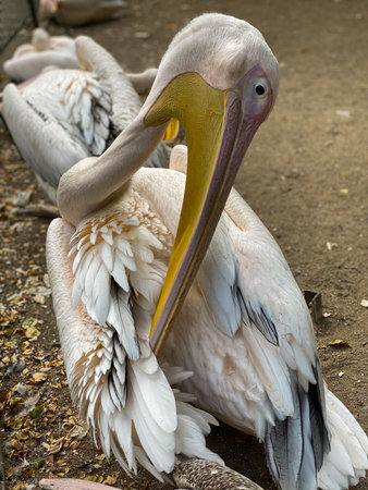 Pelican (Pelecanus onocrotalus)の写真素材