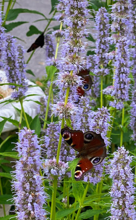 Peacock butterfly (Inachis io) feeding on purple flowersの写真素材