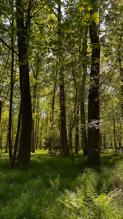 Forest landscape in springtime. Green trees and grass in the forest.の写真素材