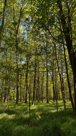 Sunlight in the green forest on a sunny day. Springtimeの写真素材