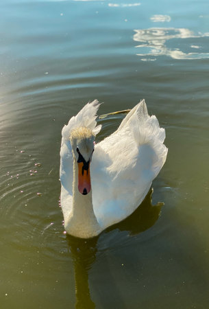 White swan swimming on the lake in the parkの写真素材