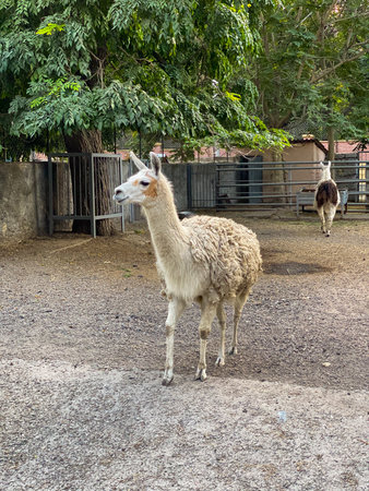 Llama in the zoo. Alpaca is a domesticated species of camelid.の写真素材