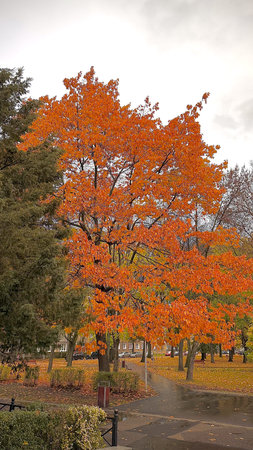 Autumn leaves in the park. Autumn landscape with colorful trees.の写真素材