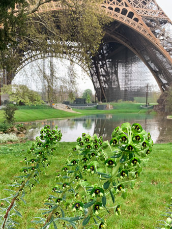 Flower in front of Eiffel Tower in Paris, Franceの写真素材