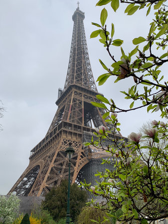 The Eiffel Tower in Paris, France with magnolia flowersの写真素材