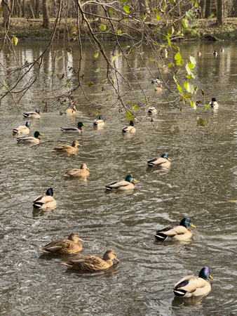 Mallard ducks swimming on the lake in the autumn time.の写真素材