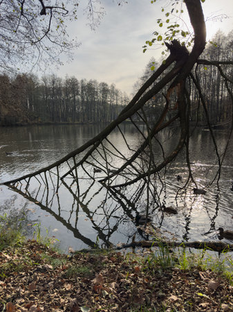 Bare tree branches on the bank of the lake in autumn.の写真素材